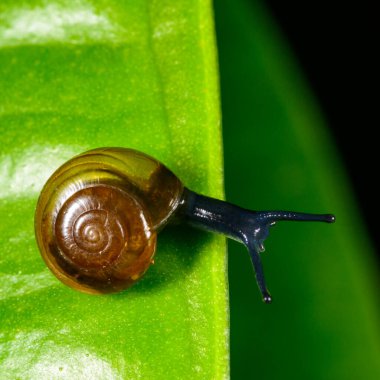 Oxychilus translucidus - Stylommatophora, Zonitidae, yeşil yapraklı saydam sarı kabuklu küçük yumuşakçalar