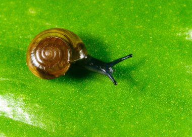 Oxychilus translucidus - Stylommatophora, Zonitidae, yeşil yapraklı saydam sarı kabuklu küçük yumuşakçalar