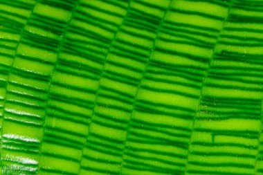 Calathea musaica, tropikal bir serada sarı-yeşil tonlarda orijinal dikdörtgen renklere sahip.