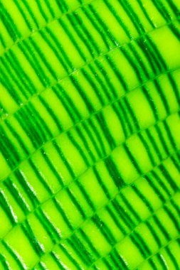 Calathea musaica, tropikal bir serada sarı-yeşil tonlarda orijinal dikdörtgen renklere sahip.