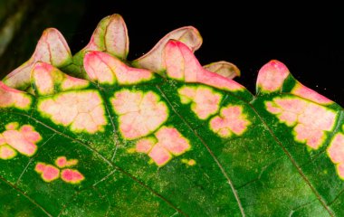 Coleus sp. Botanik koleksiyonunda dekoratif bir tropikal bitkinin sivri uçlu kırmızı yaprak kenarı.