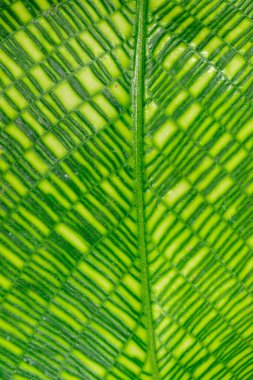 Calathea musaica, tropikal bir serada sarı-yeşil tonlarda orijinal dikdörtgen renklere sahip.