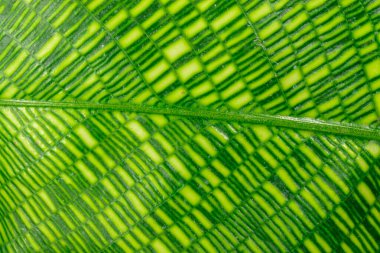 Calathea musaica, tropikal bir serada sarı-yeşil tonlarda orijinal dikdörtgen renklere sahip.