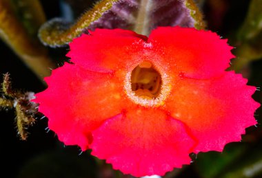 Alev menekşesi Episcia Cupreata botanik koleksiyonundaki tropikal bir bitkinin parlak kırmızı çiçeği.