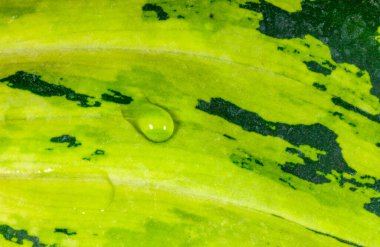 Botanik koleksiyonunda yetişen tropik bitki yaprağının üzerine bir damla su.