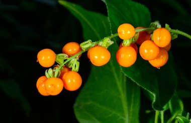Rivina aurantiaca, sarı meyveler ve beyaz çiçekler botanik koleksiyonunda bir bitki üzerinde