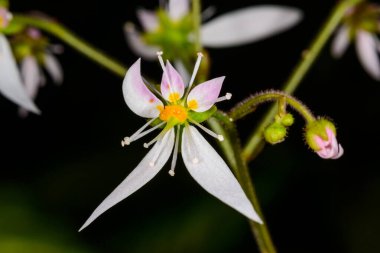 Sürünen saksafon, çilek saksafonu Saxifraga stolonifera, bir serada açan tropik bir bitkinin asimetrik olarak düzenlenmiş orijinal çiçeği.