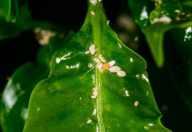 Madeira Mealybug - Phenacoccus madeirensis, bir seradaki tropik bir bitkinin yaprağındaki böcek parazitini emiyor