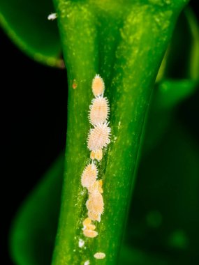Madeira Mealybug - Phenacoccus madeirensis, bir seradaki tropik bir bitkinin yaprağındaki böcek parazitini emiyor