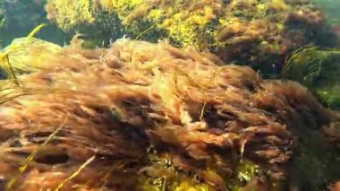 Karadeniz kıyısında, farklı türde kırmızı (Porphyra, Seramium) ve yeşil (Enteromorpha, Cladophora) alglerle kaplanmış olan sualtı manzarası, Karadeniz kıyısında, Odessa