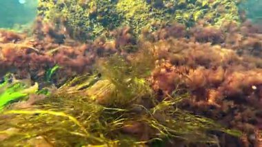 Karadeniz 'deki sualtı manzarası, farklı tipte kırmızı (Porphyra, Seramium) ve yeşil (Enteromorpha, Cladophora) ve (Scytosiphon sp., Phaeophyta) alglerle kaplıdır.
