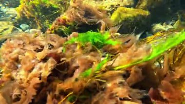 Karadeniz kıyısında, farklı türde kırmızı (Porphyra, Seramium) ve yeşil (Enteromorpha, Cladophora) alglerle kaplanmış olan sualtı manzarası, Karadeniz kıyısında, Odessa