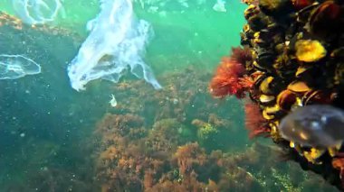 Karadeniz 'in sualtı manzarası, ölü denizanası Aurelia aurita fırtına sonrası kıyıya yakın su yosunlarıyla kaplanmış taşların arasında yüzüyor.