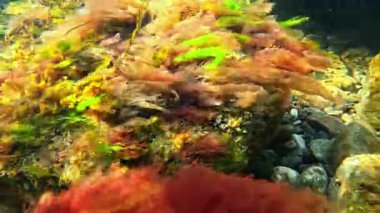 Karadeniz kıyısında, farklı türde kırmızı (Porphyra, Seramium) ve yeşil (Enteromorpha, Cladophora) alglerle kaplanmış olan sualtı manzarası, Karadeniz kıyısında, Odessa