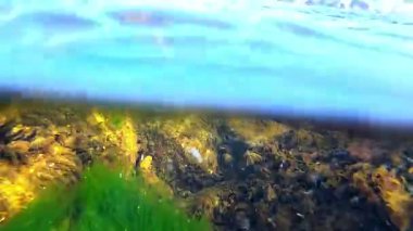 Karadeniz 'deki su altı manzarası, kayalıklardaki midyeler, farklı türde kış lifli yosunlarıyla kaplanmış.