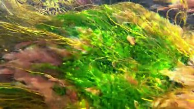 Karadeniz 'deki sualtı manzarası, farklı tipte kırmızı (Porphyra, Seramium) ve yeşil (Enteromorpha, Cladophora) ve (Scytosiphon sp., Phaeophyta) alglerle kaplıdır.