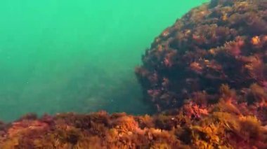Karadeniz 'deki su altı manzarası, kıyı yakınlarındaki farklı türde kırmızı (Porphyra, Seramium, Polysiphonia) alglerle kaplanmış taşlar.