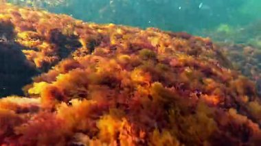 Karadeniz 'deki su altı manzarası, kıyı yakınlarındaki farklı türde kırmızı (Porphyra, Seramium, Polysiphonia) alglerle kaplanmış taşlar.