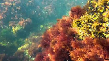 Karadeniz 'in sualtı manzarası, ölü denizanası Aurelia aurita fırtına sonrası kıyıya yakın su yosunlarıyla kaplanmış taşların arasında yüzüyor.