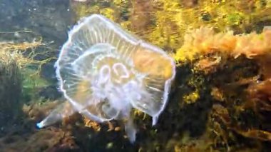 Karadeniz 'in sualtı manzarası, ölü denizanası Aurelia aurita fırtına sonrası kıyıya yakın su yosunlarıyla kaplanmış taşların arasında yüzüyor.