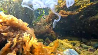 Karadeniz 'in sualtı manzarası, ölü denizanası Aurelia aurita fırtına sonrası kıyıya yakın su yosunlarıyla kaplanmış taşların arasında yüzüyor.