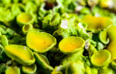 Karadeniz, Ukrayna yakınlarındaki bir kayanın üzerinde yetişen kabuklu yosun atardamarı.