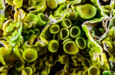 Karadeniz, Ukrayna yakınlarındaki bir kayanın üzerinde yetişen kabuklu yosun atardamarı.