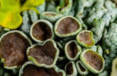 Karadeniz, Ukrayna yakınlarındaki bir kayanın üzerinde yetişen kabuklu yosun atardamarı.