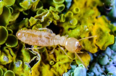 Reticulitermes lucifugus - Ukrayna, Karadeniz yakınlarındaki bir ağaçta yeşil liken arasında yiyecek arayan sarımsı işçi termit