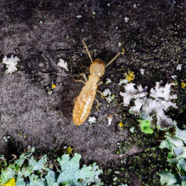 Reticulitermes lucifugus - Ukrayna, Karadeniz yakınlarındaki bir ağaçta yeşil liken arasında yiyecek arayan sarımsı işçi termit