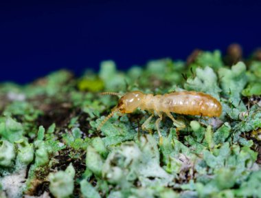 Reticulitermes lucifugus - Ukrayna, Karadeniz yakınlarındaki bir ağaçta yeşil liken arasında yiyecek arayan sarımsı işçi termit