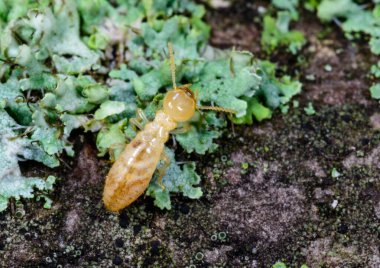 Reticulitermes lucifugus - Ukrayna, Karadeniz yakınlarındaki bir ağaçta yeşil liken arasında yiyecek arayan sarımsı işçi termit