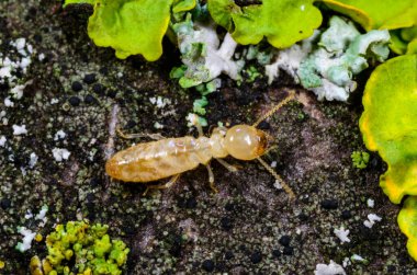 Reticulitermes lucifugus - Ukrayna, Karadeniz yakınlarındaki bir ağaçta yeşil liken arasında yiyecek arayan sarımsı işçi termit