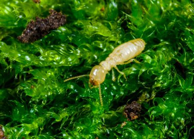 Reticulitermes lucifugus - Ukrayna, Karadeniz yakınlarındaki bir ağaçta yeşil liken arasında yiyecek arayan sarımsı işçi termit