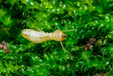 Reticulitermes lucifugus - Ukrayna, Karadeniz yakınlarındaki bir ağaçta yeşil liken arasında yiyecek arayan sarımsı işçi termit