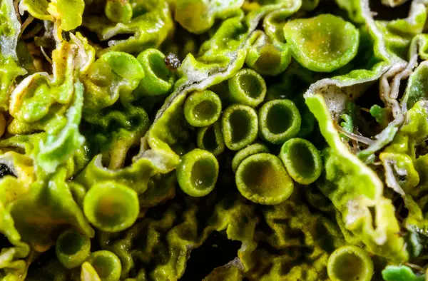 Karadeniz, Ukrayna yakınlarındaki bir kayanın üzerinde yetişen kabuklu yosun atardamarı.