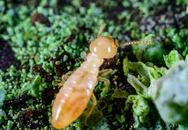 Reticulitermes lucifugus - Ukrayna, Karadeniz yakınlarındaki bir ağaçta yeşil liken arasında yiyecek arayan sarımsı işçi termit