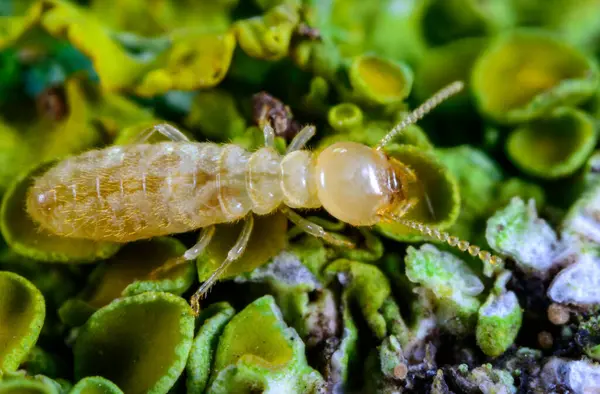 Reticulitermes lucifugus - Ukrayna, Karadeniz yakınlarındaki bir ağaçta yeşil liken arasında yiyecek arayan sarımsı işçi termit