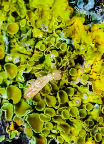 Reticulitermes lucifugus - Ukrayna, Karadeniz yakınlarındaki bir ağaçta yeşil liken arasında yiyecek arayan sarımsı işçi termit