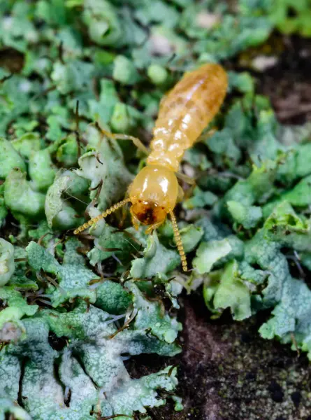 Reticulitermes lucifugus - Ukrayna, Karadeniz yakınlarındaki bir ağaçta yeşil liken arasında yiyecek arayan sarımsı işçi termit