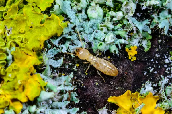 Reticulitermes lucifugus - Ukrayna, Karadeniz yakınlarındaki bir ağaçta yeşil liken arasında yiyecek arayan sarımsı işçi termit