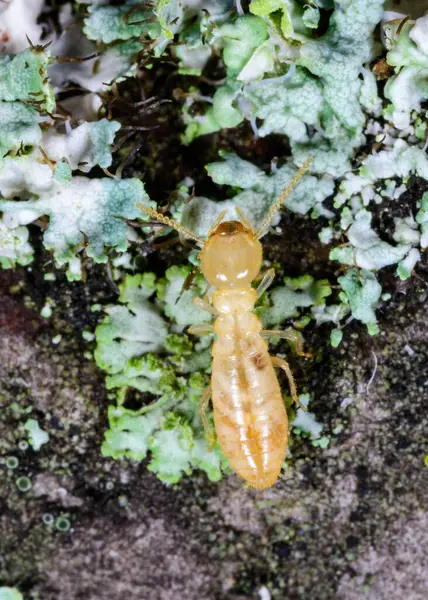 Reticulitermes lucifugus - Ukrayna, Karadeniz yakınlarındaki bir ağaçta yeşil liken arasında yiyecek arayan sarımsı işçi termit