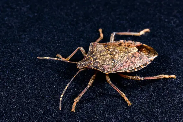 Kahverengi kokulu böcek Halyomorpha halys, zararlı istilacı böceklere yakın çekim, tarımsal ekinler, Odessa