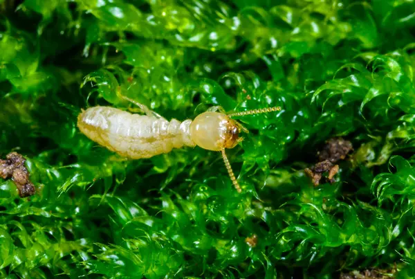 Reticulitermes lucifugus - Ukrayna, Karadeniz yakınlarındaki bir ağaçta yeşil liken arasında yiyecek arayan sarımsı işçi termit