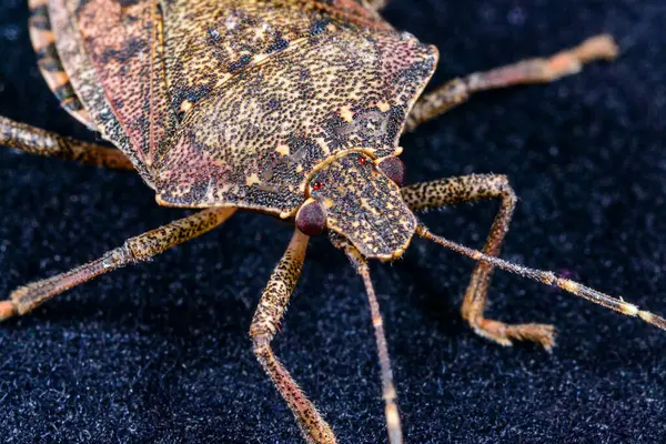 Kahverengi kokulu böcek Halyomorpha halys, zararlı istilacı böceklere yakın çekim, tarımsal ekinler, Odessa