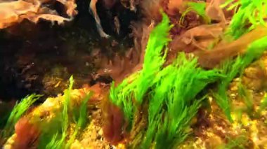 Karadeniz 'in sualtı manzarasındaki algler, kırmızı (Porphyra, Seramium) ve yeşil (Enteromorpha, Cladophora) algler kıyıya yakın kayalıklardaki dalgalarda salınırlar.