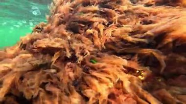 Karadeniz 'in sualtı manzarasındaki algler, kırmızı (Porphyra, Seramium) ve yeşil (Enteromorpha, Cladophora) algler kıyıya yakın kayalıklardaki dalgalarda salınırlar.