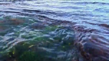 Karadeniz 'in sualtı manzarasındaki algler, kırmızı (Porphyra, Seramium) ve yeşil (Enteromorpha, Cladophora) algler kıyıya yakın kayalıklardaki dalgalarda salınırlar.