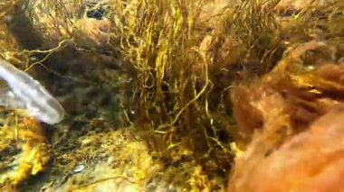 Scytosiphon sp. Karadeniz 'in sualtı manzarasındaki algler, kırmızı Porphyra, Seramium ve yeşil Enteromorpha, Cladophora algleri kıyıya yakın kayalıklardaki dalgalarda salınırlar.