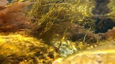 Scytosiphon sp. Karadeniz 'in sualtı manzarasındaki algler, kırmızı Porphyra, Seramium ve yeşil Enteromorpha, Cladophora algleri kıyıya yakın kayalıklardaki dalgalarda salınırlar.